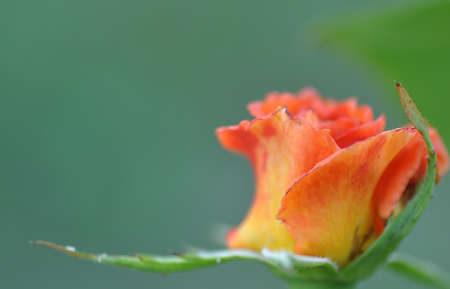 Orange roseの写真素材