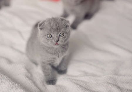 gray kittens play on a sofaの写真素材