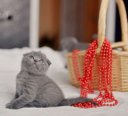 gray kitten on a sofa near a basket with a red beadsの写真素材