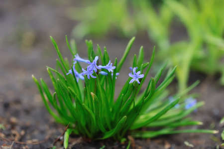 in the spring small violet flowers blossom on the earth
