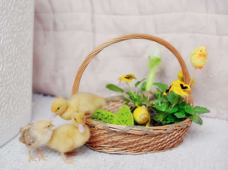 in a basket yellow ducklings and chickensの写真素材