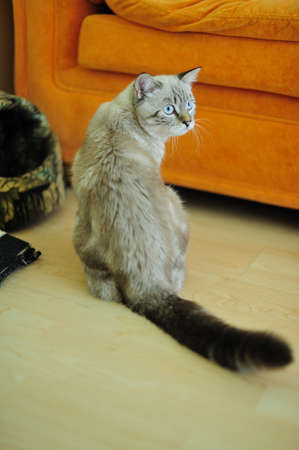 house favourite cat with a black tailの写真素材