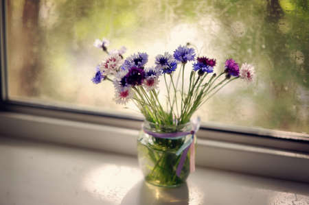 Bouquet of scarlet roses in a pot on a window sill early inの写真素材