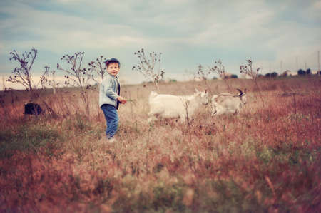the boy in a cap in the field grazes goatsの写真素材