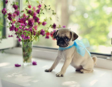 puppy of a pug at a window with a bunch of flowersの写真素材