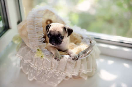 puppy of a pug in a basket at a windowの写真素材