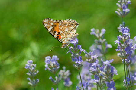 the beautiful big butterfly sits on a flower