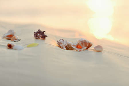 On sand the beautiful cockleshell creeps decorative liveの写真素材