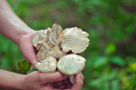 hands hold fresh mushroomsの写真素材
