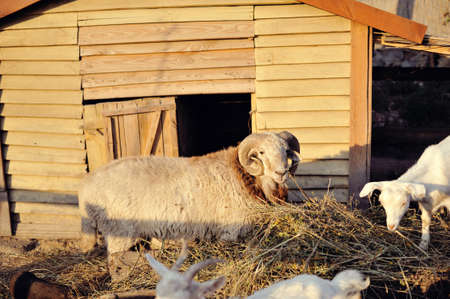 Young goat with head cockedの写真素材