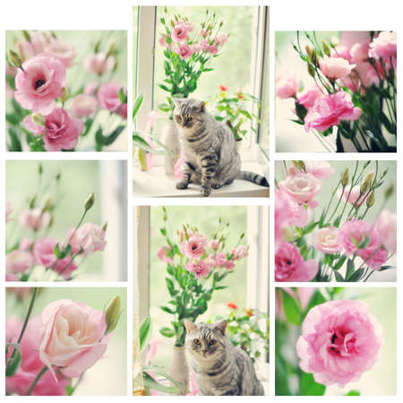 collage of a bouquet of pink flowers with gray catの写真素材