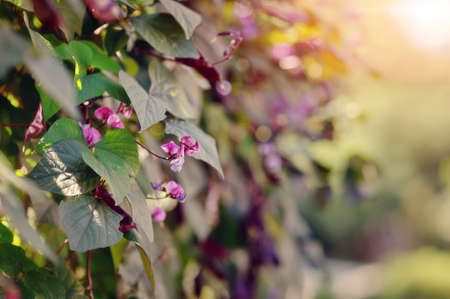 Beautiful Flower Bushes and Trees in a Sunny Garden Landscapeの写真素材
