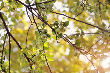 through the branches of a tree with apples punched sunの写真素材