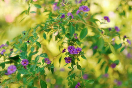 Beautiful Flower Bushes and Trees in a Sunny Garden Landscapeの写真素材