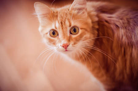 beautiful red cat with red eyes looking at the cameraの写真素材