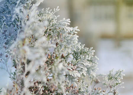Beautiful winter panorama with snow covered treesの写真素材