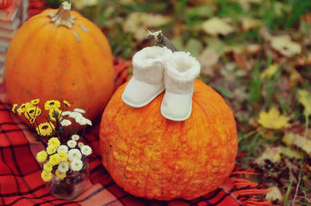 Colorful squash and mini pumpkins with fabric fall leaves for a harvest themeの写真素材
