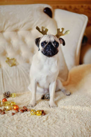 Christmas party - pug with deer antlers on a background of Christmas decorationsの写真素材
