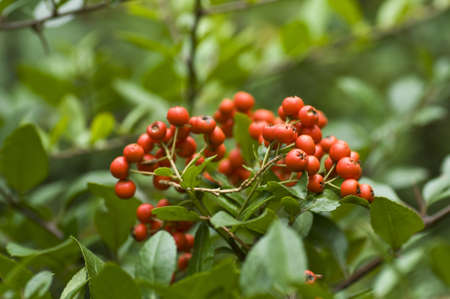 Dense green branches with red berries