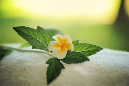sunset in the background is a close-up flower with green leavesの写真素材