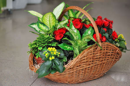 Beautifully issued bouquet from white and red flowers in the big basket