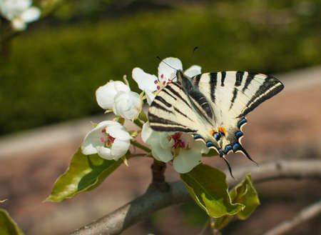 on a branch of a blossoming apple tree sits a white black and white butterflyの写真素材