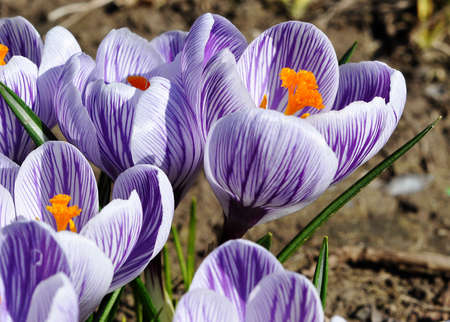 beautiful bouquet of purple tulips bloomed in an outdoorの写真素材