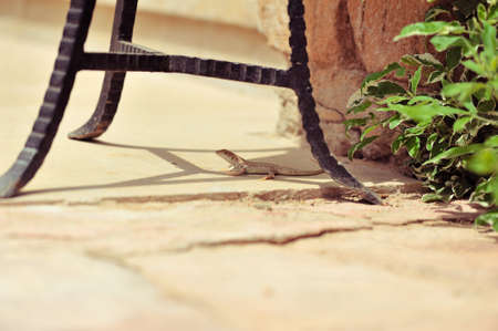 The small lizard creeps between chair legsの写真素材