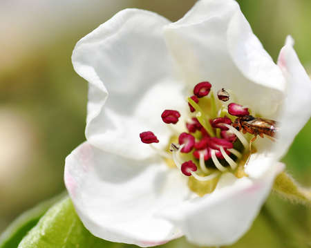 spring flowering plants the bees collect nectarの写真素材