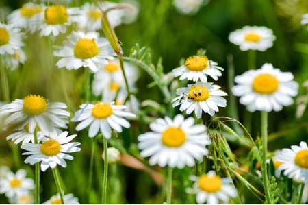 in nature close up big chamomile flowers and insectsの写真素材