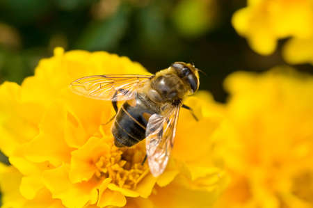 spring flowering plants the bees collect nectarの写真素材