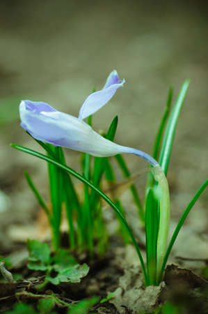 close-up of a flower growing out of the ground with a blue bud