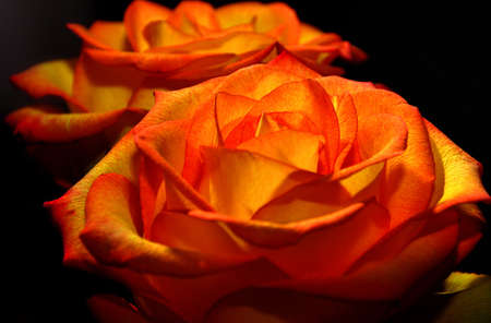on a black background bud orange rose with dew dropsの写真素材