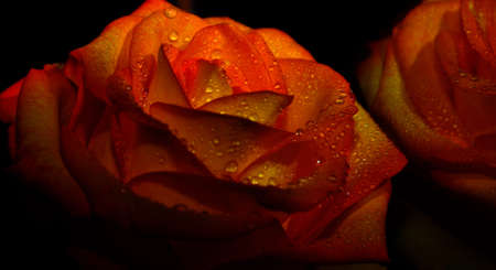 on a black background bud orange rose with dew dropsの写真素材