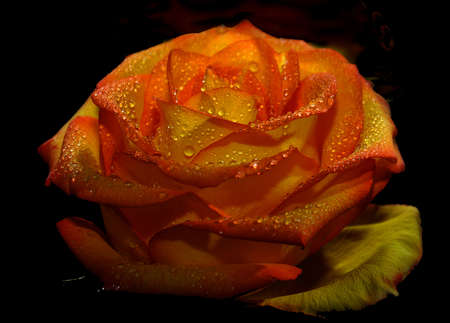 on a black background bud orange rose with dew dropsの写真素材