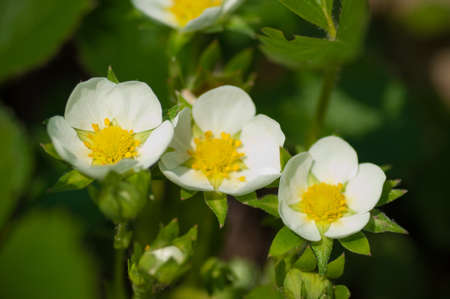 close-up of a large white flower with a yellow centerの写真素材