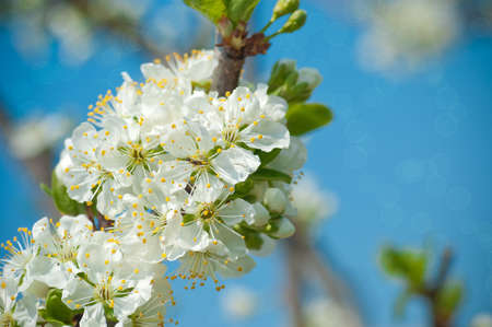 on a blue background delicate little white flowersの写真素材