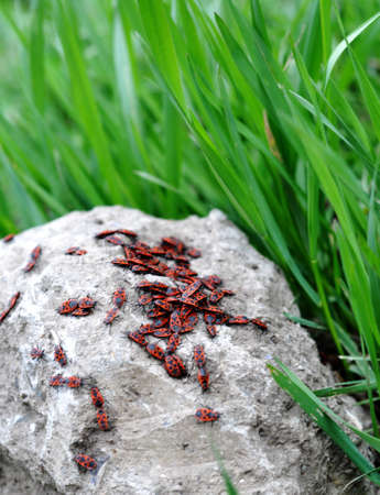 bask in nature on a large stone gathered a lot of insectsの写真素材
