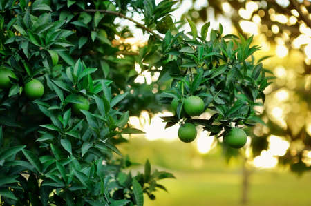 garden grow green lemons on the tree