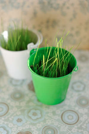 on a gentle background of two small buckets of green grass