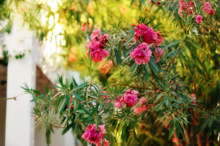 beautiful red flowers on lush green bush in the park