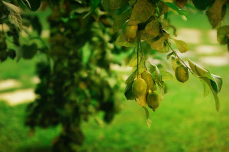 garden grow green lemons on the treeの写真素材