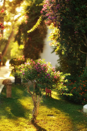 from the green tree growing in the sunshineの写真素材