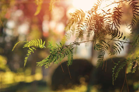 tree branch with delicate leaves in the background of sunlightの写真素材