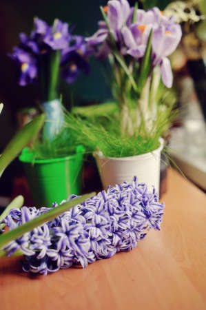 beautiful hyacinth bud on the table against the background of Flowers