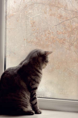A cat sits on a windowsill in the colors on the background of the windowの写真素材