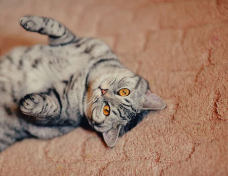 beautiful purebred striped cat lying on the floorの写真素材