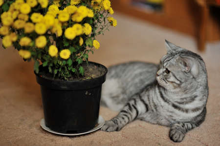 posing beautiful cat and a bunch of field of yellow flowers in a potの写真素材