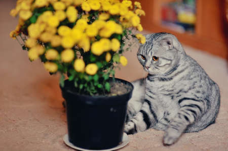posing beautiful cat and a bunch of field of yellow flowers in a potの写真素材
