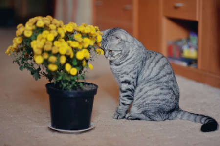posing beautiful cat and a bunch of field of yellow flowers in a potの写真素材